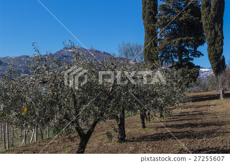 The olive grove The olive grove 27255607