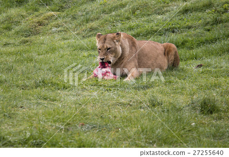Lioness eating its prey 27255640