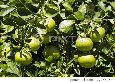Orange tree with fruits ripen in the garden Orange tree with fruits ripen in the garden 27255768