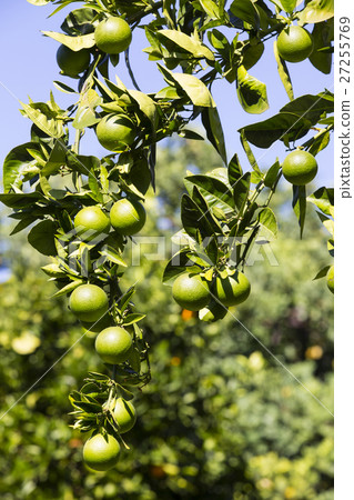 Orange tree with fruits ripen in the garden 27255769