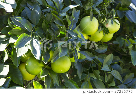 Orange tree with fruits ripen in the garden 27255775