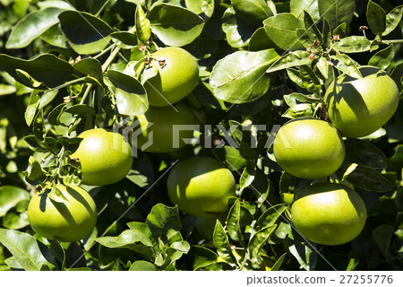 Orange tree with fruits ripen in the garden Orange tree with fruits ripen in the garden 27255776