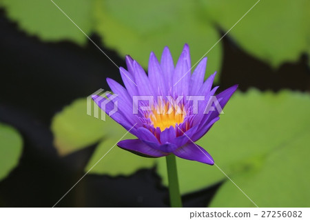 越南鮮花 27256082