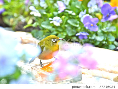 被鮮花餐Mejiro包圍 27256084