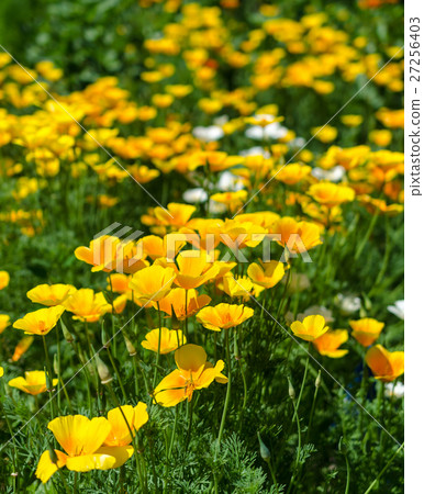 California poppy flowers  27256403