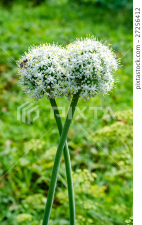 Garlic flowers 27256412