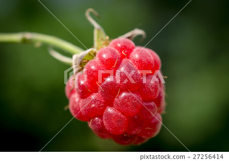 Raspberry 27256414