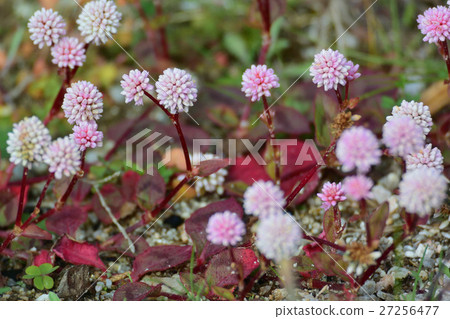 Star-shaped flower, Jimetzso soba 3 Star-shaped flower, Jimetzso soba 3 27256477