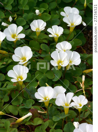 Oxalis 10 Oxalis 10 27256521