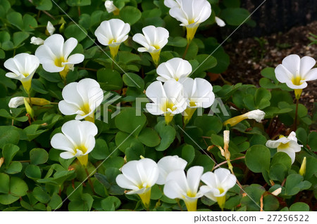 Oxalis II 11 Oxalis II 11 27256522