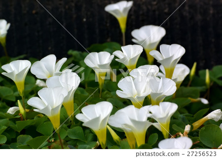 Oxalis 12 Oxalis 12 27256523