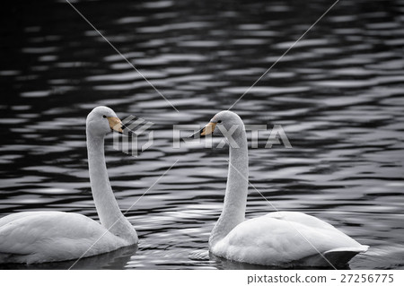 Swans staring at each other 27256775