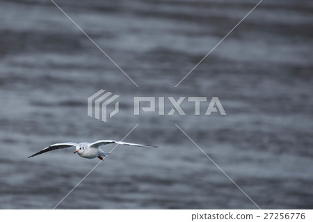 Ulyskomet of low altitude flight 27256776