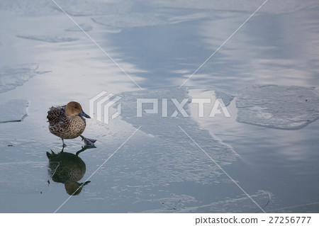 Onlooker on the ice 27256777