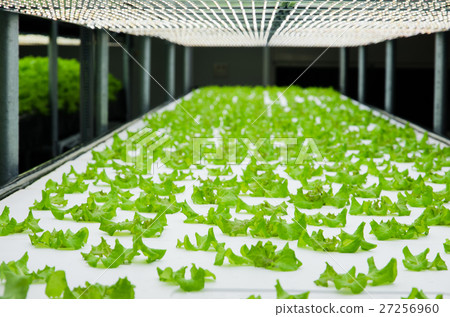 Lettuce in plant factory with controlled lighting 27256960