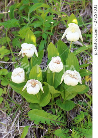 Reven Peach 27257033