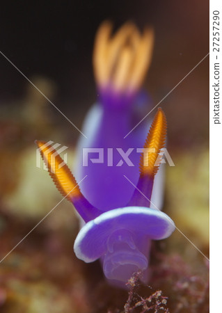 Cinderella Nuushi 27257290