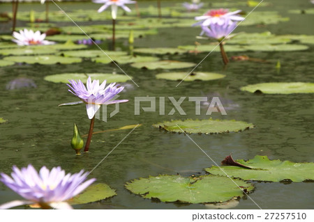 詩麗吉王后公園 詩麗吉王后公園 27257510
