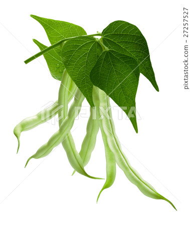 Branch of haricot bean (Phaseolus vulgaris), path Branch of haricot bean (Phaseolus vulgaris), path 27257527