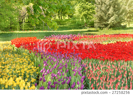Tulips in the park Tulips in the park 27258256