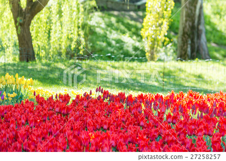 Garden with many red tulips Garden with many red tulips 27258257