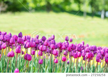 Field of many lilac tulips in park Field of many lilac tulips in park 27258258