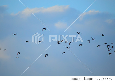 Duck flight 27258379