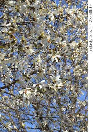 白玉蘭的白花（小金井公園/東京小平市） 27258616