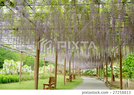 濱松富士花架的花園 濱松富士花架的花園 27258813