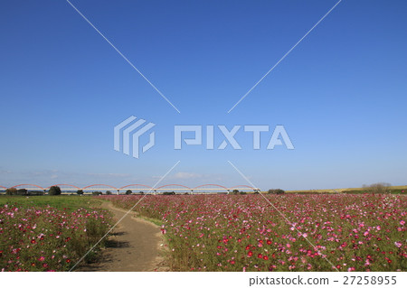 Saundama Prefecture Konosu City Fukiage's scenery Saundama Prefecture Konosu City Fukiage's scenery 27258955