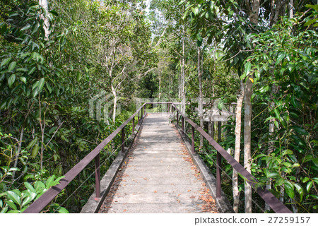 Pathway in mangrove forest. 27259157