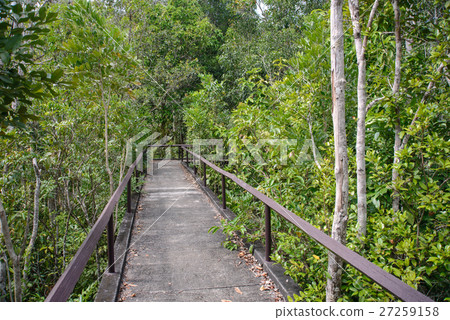 Pathway in mangrove forest. Pathway in mangrove forest. 27259158