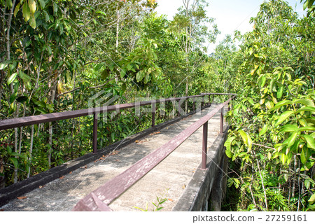 Pathway in mangrove forest. Pathway in mangrove forest. 27259161