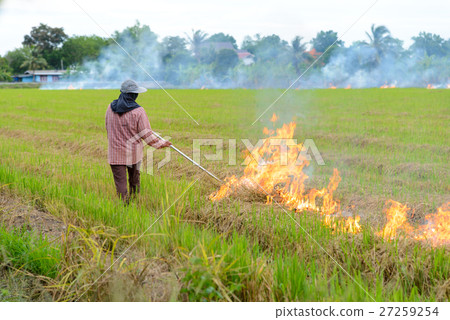 Burning straw stubble farmers Burning straw stubble farmers 27259254