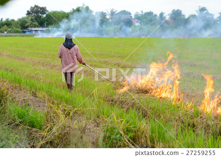 Burning straw stubble farmers 27259255