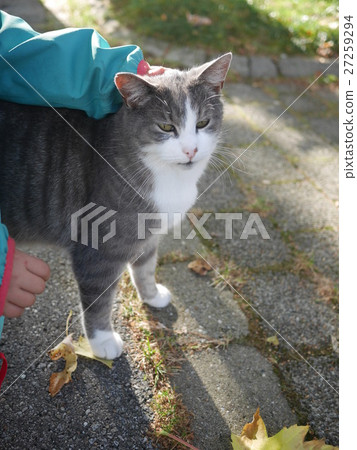 child hand cat petting child hand cat petting 27259294