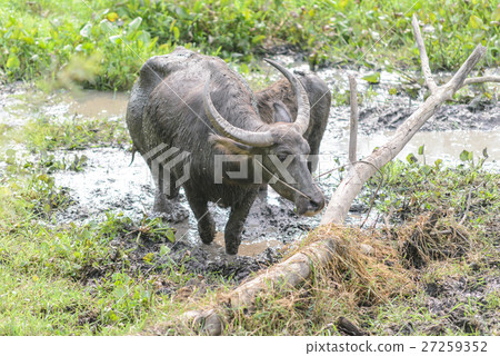 Thai buffalo on mire 27259352