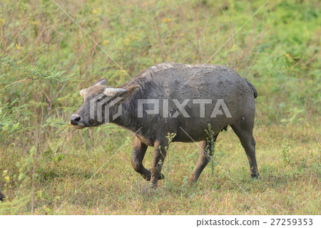 Thai buffalo in natural 27259353