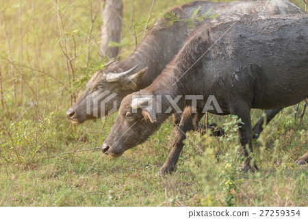 Thai buffalo in natural 27259354