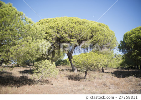 EUROPE PORTUGAL ALGARVE OLHAO QUINTA DE MARIM EUROPE PORTUGAL ALGARVE OLHAO QUINTA DE MARIM 27259811