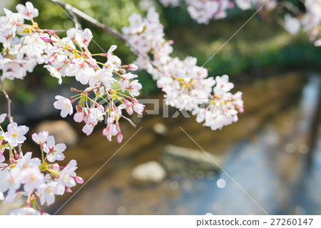 Sakura's season Sakura's season 27260147