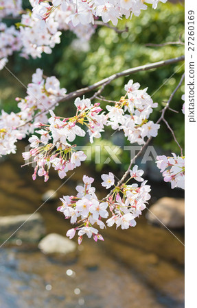 Sakura's season 27260169