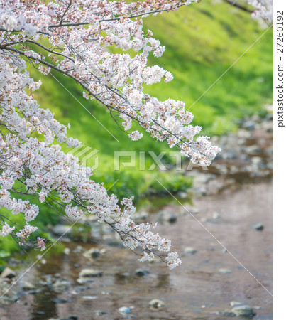 Sakura's season 27260192