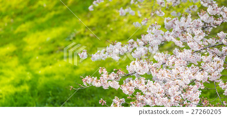 櫻花的季節 櫻花的季節 27260205