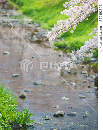 Sakura's season 27260208