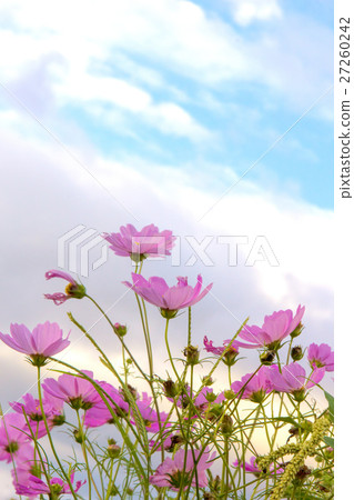 波斯菊花海 27260242