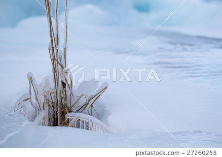 Frozen grass in winter Frozen grass in winter 27260258