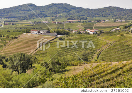 Rural mediterranean landscape with vineyards Rural mediterranean landscape with vineyards 27261002