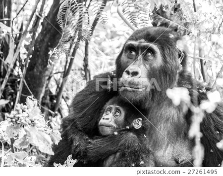 Mountain gorilla family - baby with mother in the Mountain gorilla family - baby with mother in the 27261495