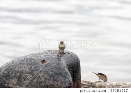 house sparrow 27261517